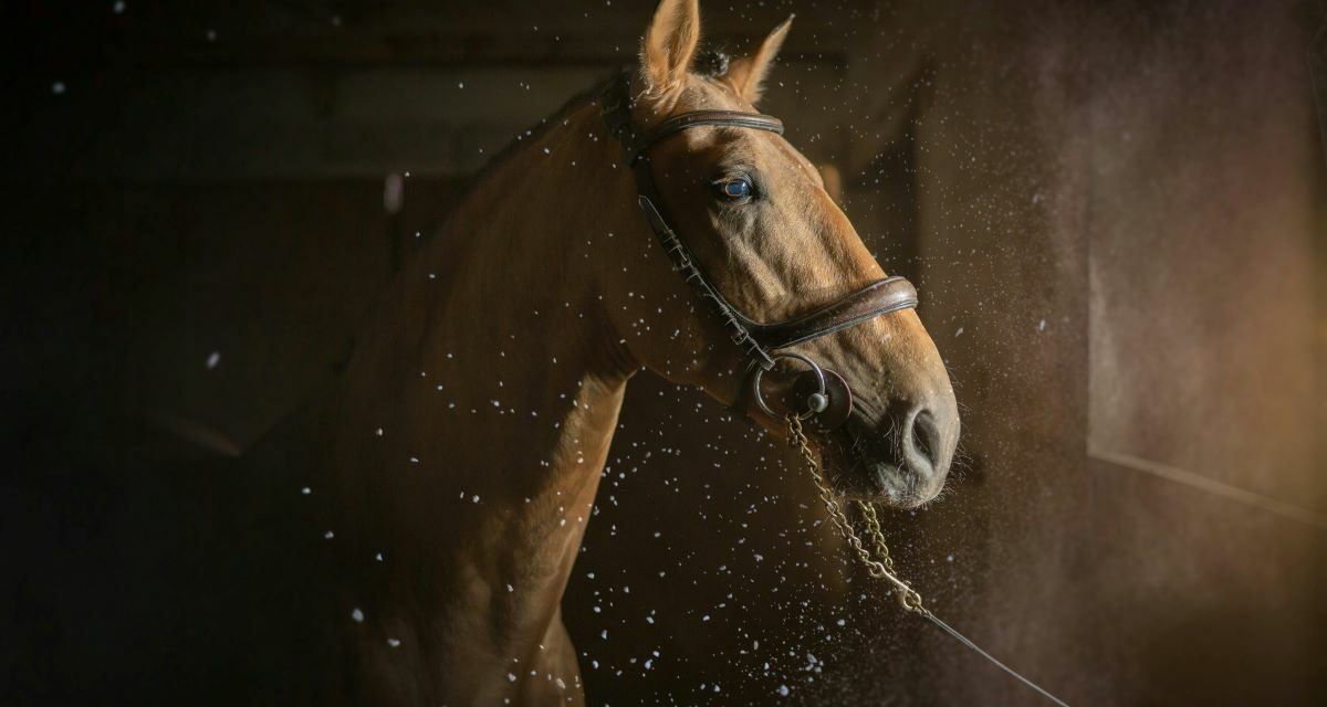 Syndrome de Cushing : approches naturelles chez le cheval