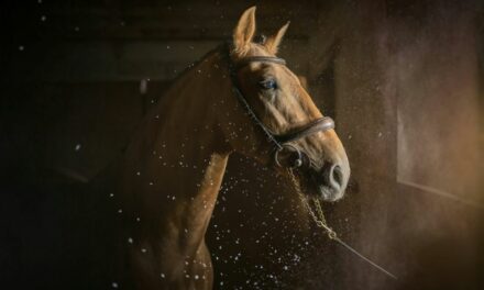 Syndrome de Cushing : approches naturelles chez le cheval