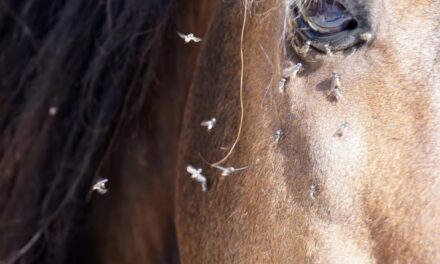 Dermite estivale récidivante chez les équidés
