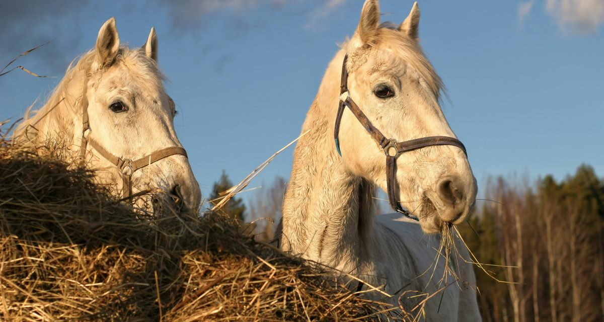 Foin et mycotoxines : impacts sur la santé des chevaux