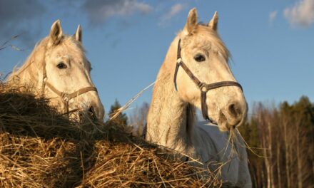 Foin et mycotoxines : impacts sur la santé des chevaux