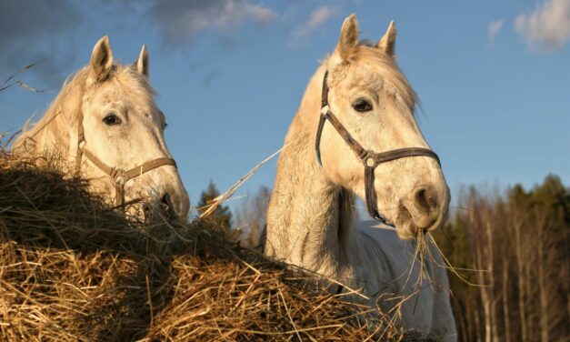 Foin et mycotoxines : impacts sur la santé des chevaux