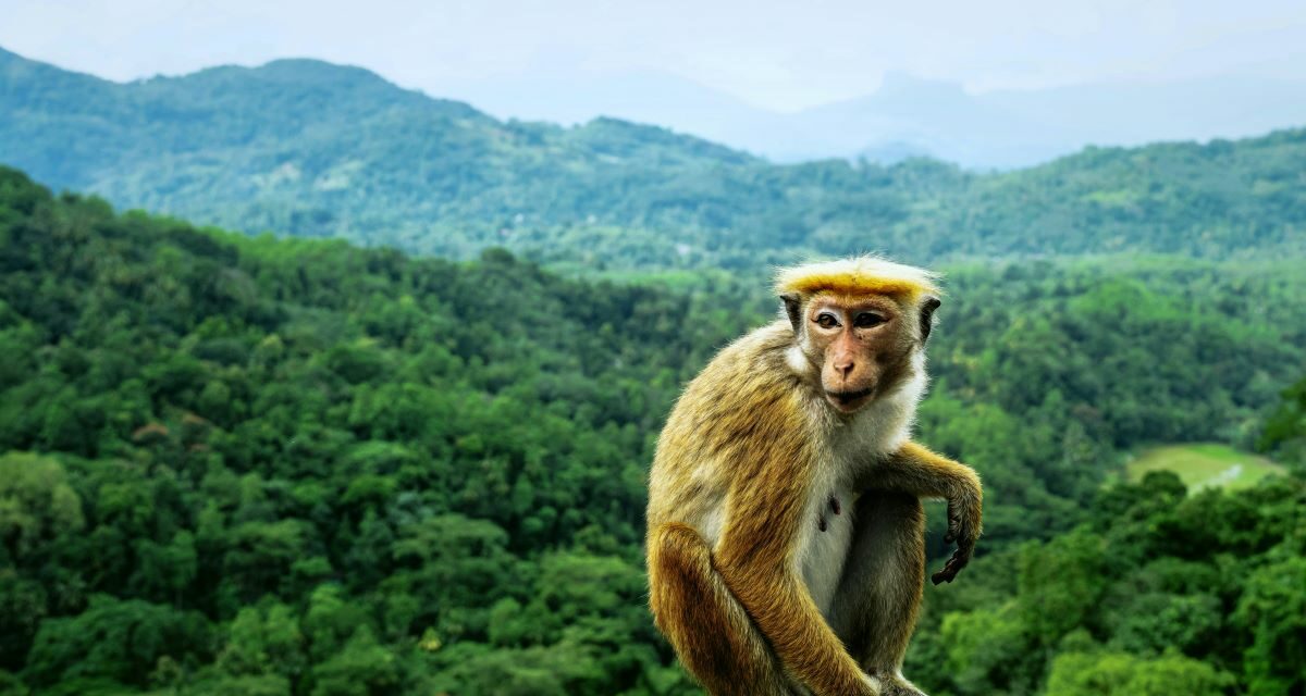L&rsquo;Herpès B du Singe : Un virus zoonotique rare mais mortel