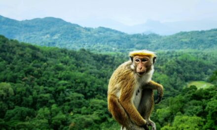 L&rsquo;Herpès B du Singe : Un virus zoonotique rare mais mortel