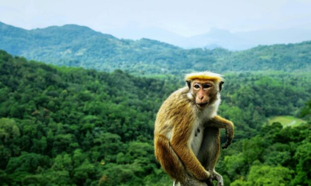 L&rsquo;Herpès B du Singe : Un virus zoonotique rare mais mortel