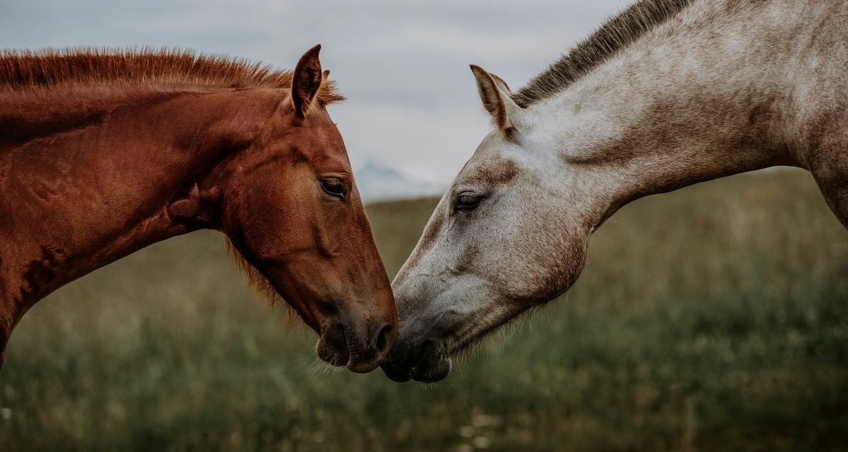 Prévenir la maladie de l&rsquo;herbe chez les chevaux