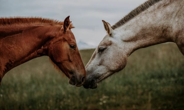 Prévenir la maladie de l&rsquo;herbe chez les chevaux