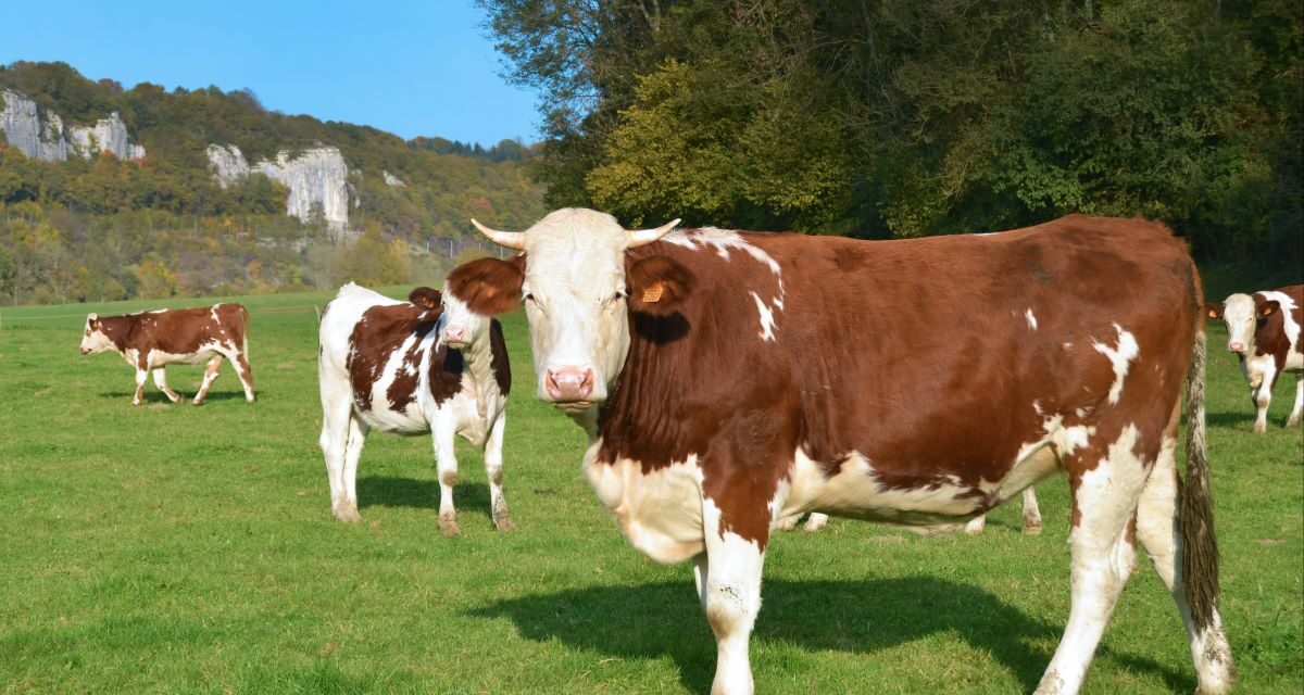Tuberculose bovine : une zoonose aux impacts cruciaux