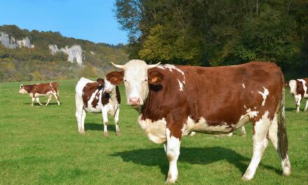 Tuberculose bovine : une zoonose aux impacts cruciaux