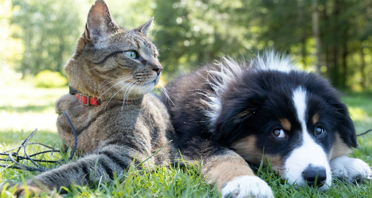 Zoonoses : Les maladies transmises de l&rsquo;animal à l&rsquo;homme