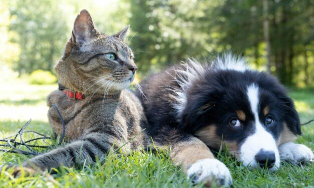 Zoonoses : Les maladies transmises de l&rsquo;animal à l&rsquo;homme