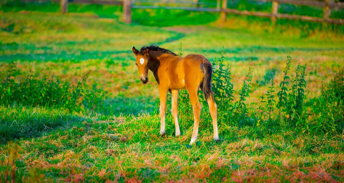 Affections Ostéo-Chondrales Juvéniles chez le cheval