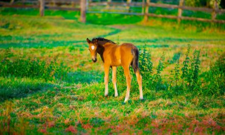 Affections Ostéo-Chondrales Juvéniles chez le cheval