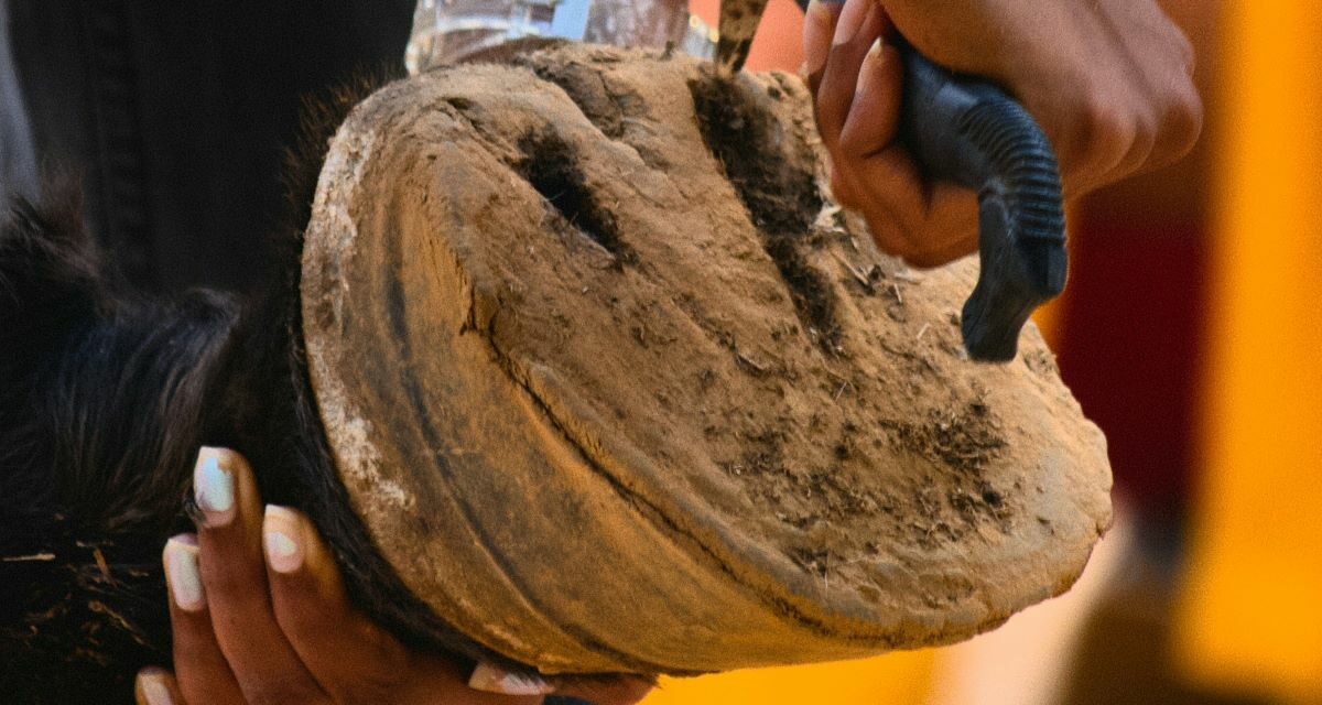 Bleimes chez le cheval : une contusion sous le sabot