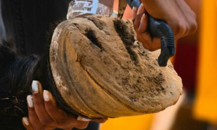 Bleimes chez le cheval : une contusion sous le sabot