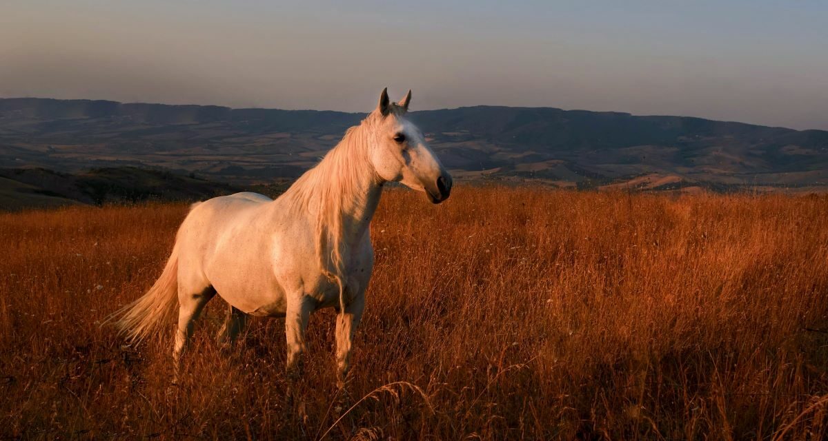 La maladie de Borna chez les chevaux : une encéphalite rare
