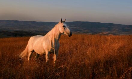 La maladie de Borna chez les chevaux : une encéphalite rare