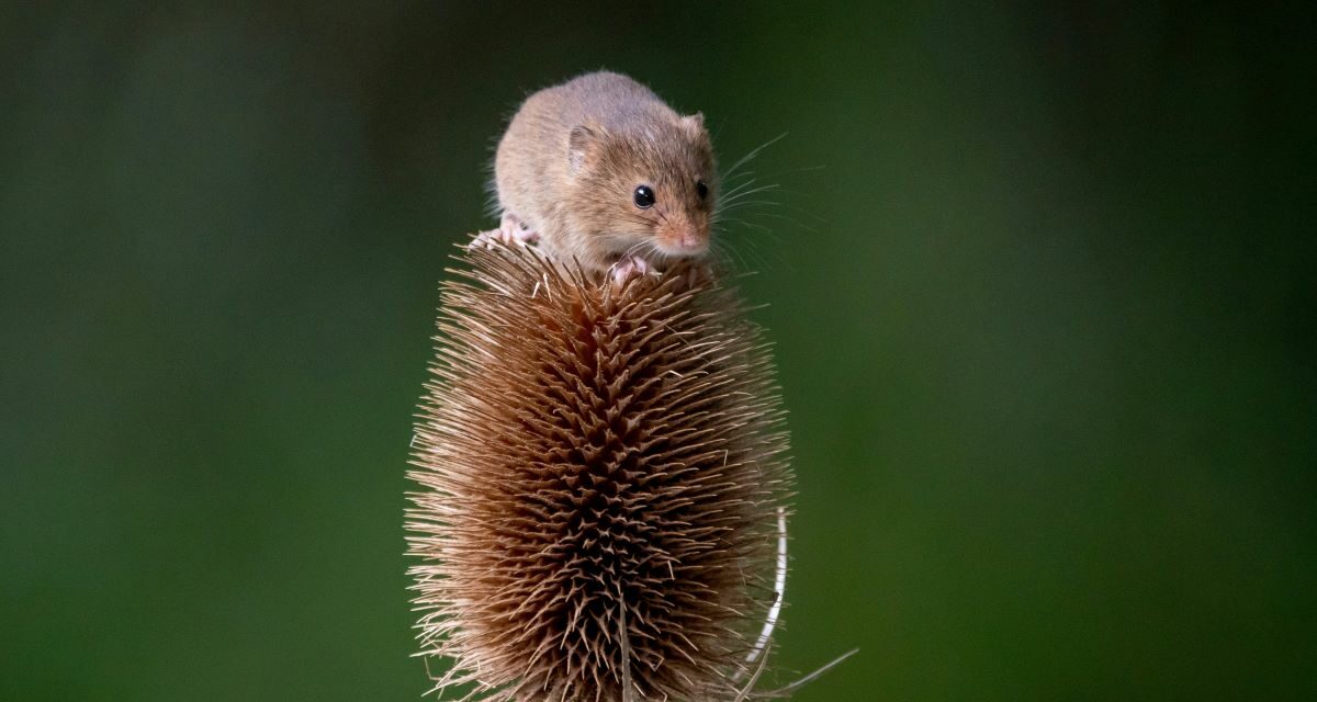 Chorioméningite : Une Zoonose Méconnue Issue des Rongeurs