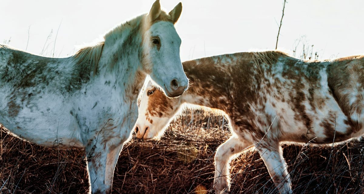 Coliques chez le cheval : première cause de mortalité