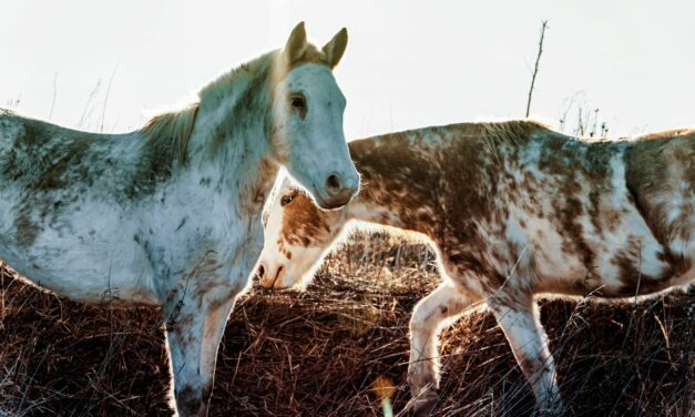 Coliques chez le cheval : première cause de mortalité