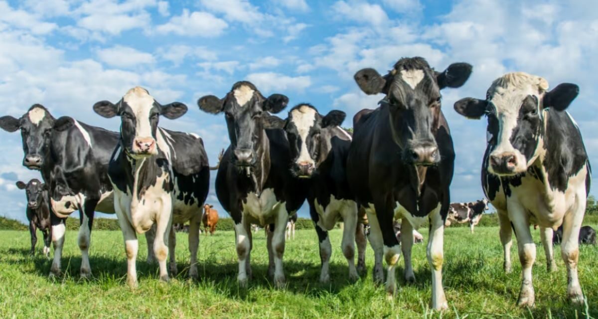 Virus Cowpox : Tout ce que vous devez savoir sur la variole bovine