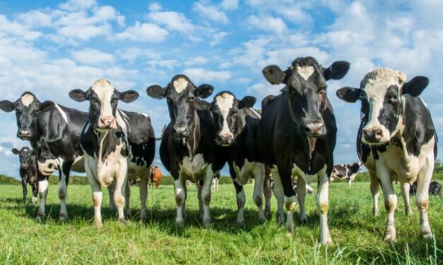 Virus Cowpox : Tout ce que vous devez savoir sur la variole bovine