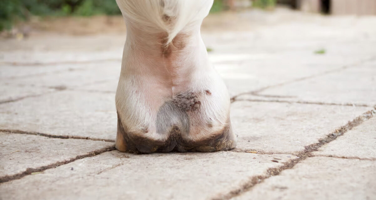Les crevasses : irritation du paturon chez le cheval