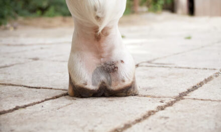 Les crevasses : irritation du paturon chez le cheval
