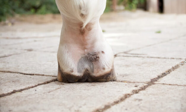 Les crevasses : irritation du paturon chez le cheval