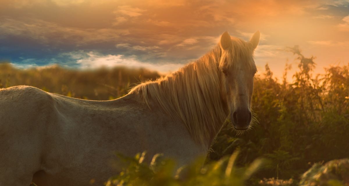 Cushing : un trouble métabolique du cheval vieillissant