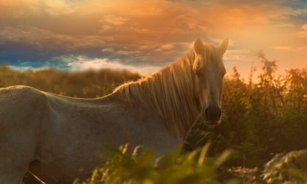 Cushing : un trouble métabolique du cheval vieillissant