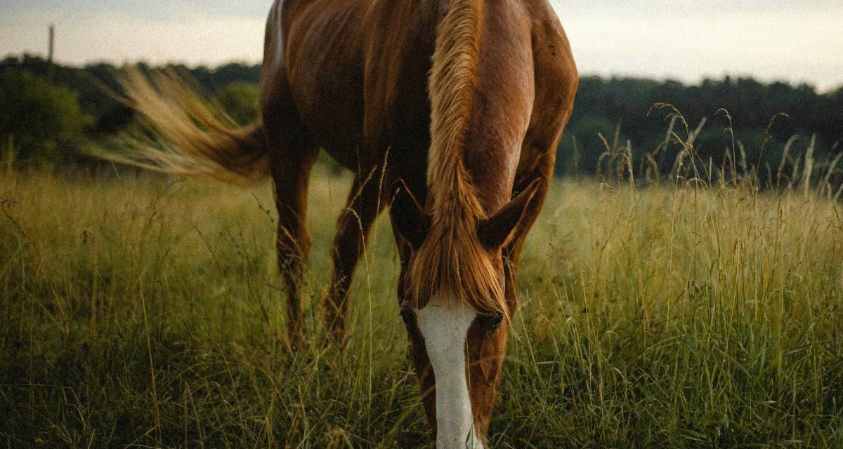 Dermatophilose chez les chevaux : que faire ?
