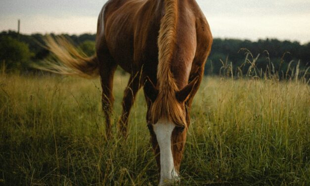 Dermatophilose chez les chevaux : que faire ?