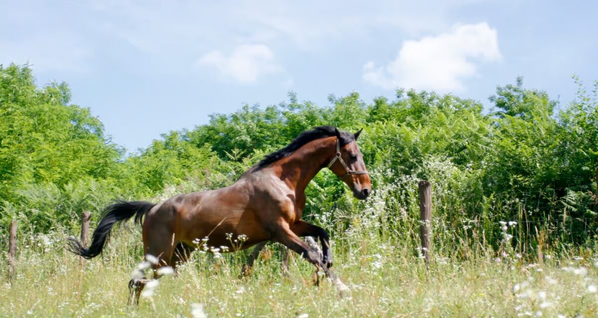 Comment gérer un cheval emphysémateux ?