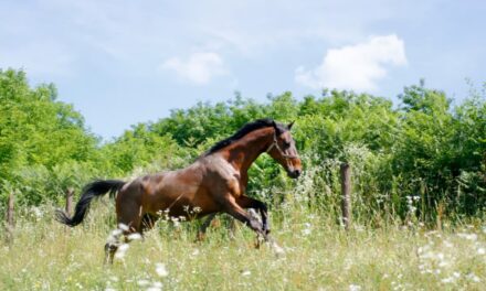 Comment gérer un cheval emphysémateux ?