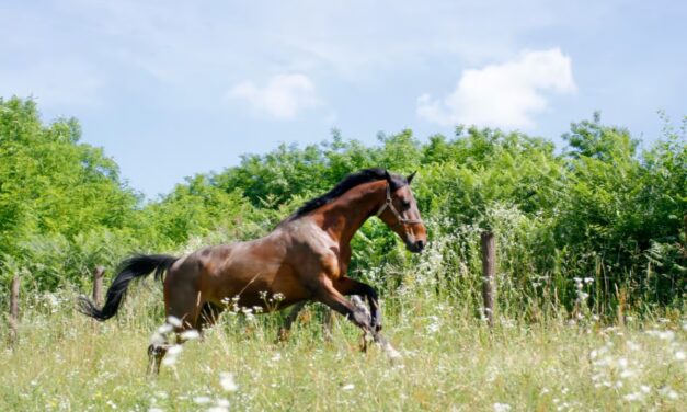 Comment gérer un cheval emphysémateux ?