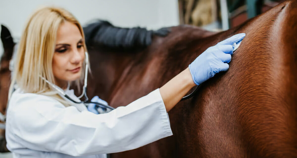 Folliculite bactérienne : un SARM chez le cheval