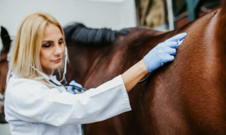 Folliculite bactérienne : un SARM chez le cheval