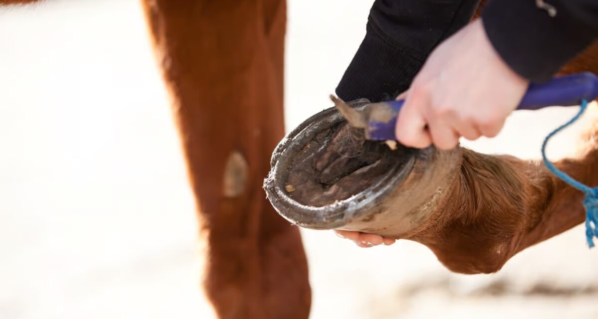 Mon cheval a les fourchettes pourries : que faire ?