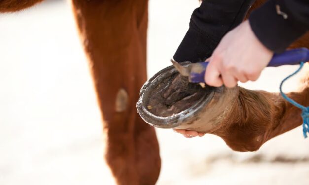Mon cheval a les fourchettes pourries : que faire ?