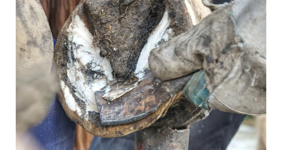 Fourmilière chez le cheval