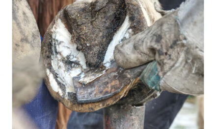 Fourmilière chez le cheval