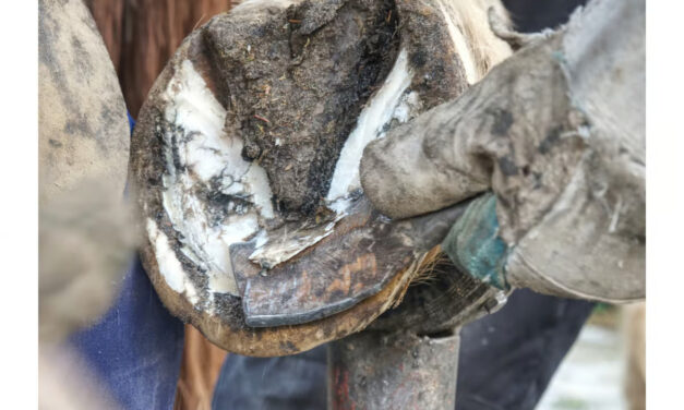 Fourmilière chez le cheval