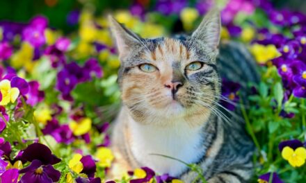 La gale animale : Une zoonose fréquente