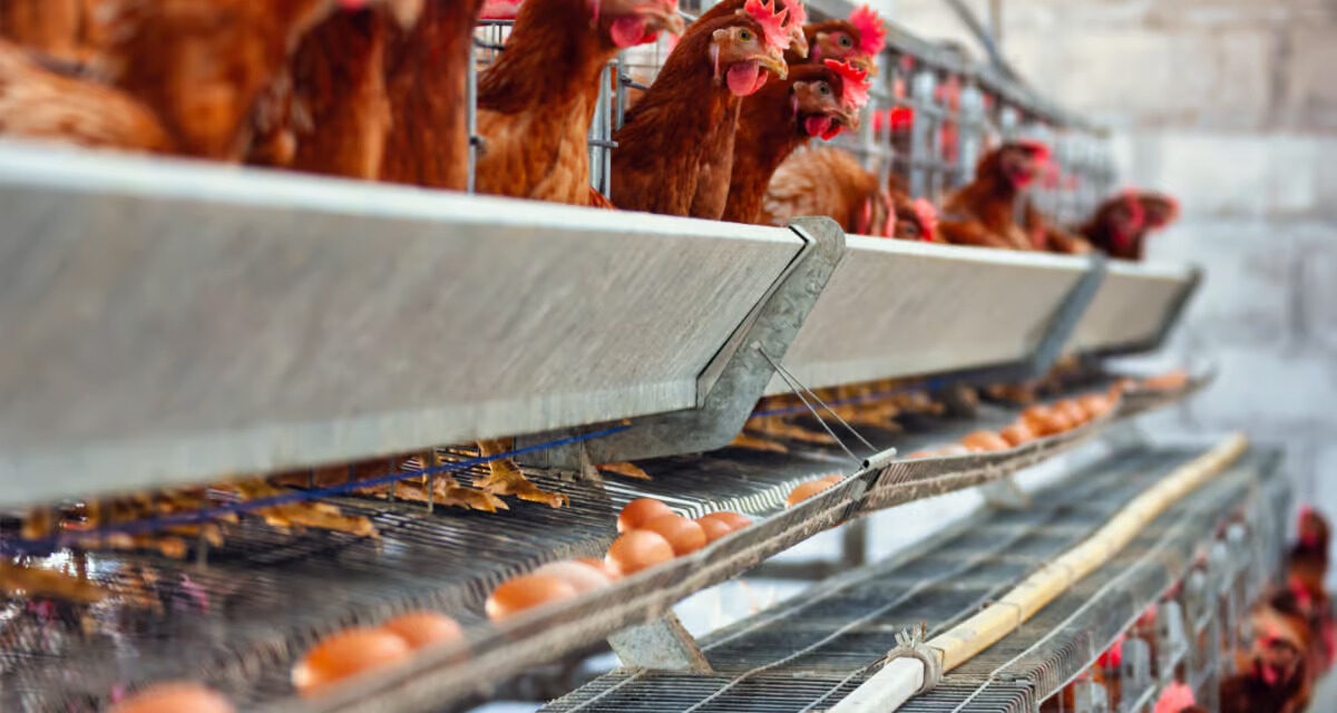 La Grippe Aviaire : Un défi sanitaire mondial à surmonter