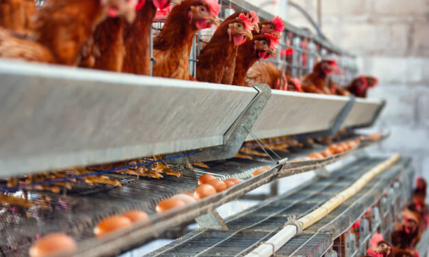 La Grippe Aviaire : Un défi sanitaire mondial à surmonter