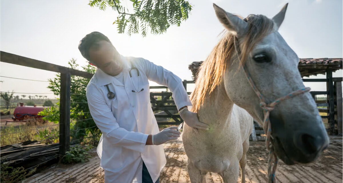 La grippe équine : un vaccin obligatoire