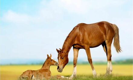 Juments ovariennes : comment les soulager ?