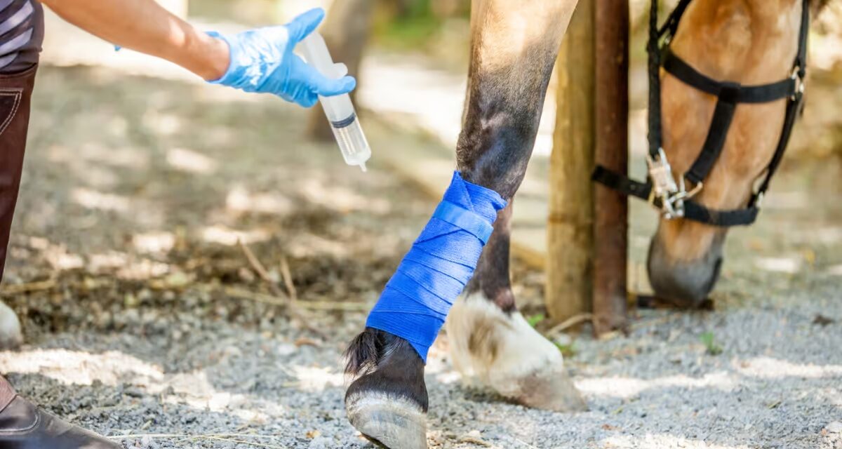 Lymphangite chez les chevaux : guide pratique et conseils