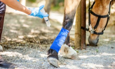 Lymphangite chez les chevaux : guide pratique et conseils